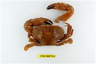 藏品(鈍齒短槳蟹)的圖片